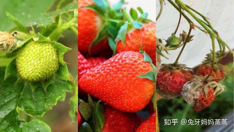 天天酷跑草莓怎么得